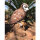 WILDCRETE 3D Fleckenuhu