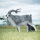 WILDCRETE 3D Cabra