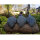 WILDCRETE 3D Trío de aves gallináceas
