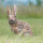 WILDCRETE 3D Conejo de cola de algodón