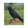 WILDCRETE 3D Cuervo