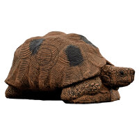WILDCRETE 3D Tortuga