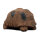 WILDCRETE 3D Tortuga