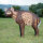 WILDCRETE 3D Pequeña hiena