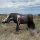 WILDCRETE 3D Warzenschwein Vitalbereich