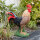 IBB 3D Gallo