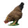 IBB 3D Gallina - marrón - picoteando