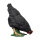 IBB 3D Gallina - negro - picoteando