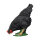 IBB 3D Gallina - negro - picoteando