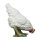 IBB 3D Gallina - blanco - picoteando