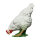 IBB 3D Gallina - blanco - picoteando