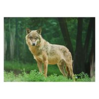 STRONGHOLD Diana 2D - lobo - 30 x 42 cm -...