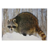 STRONGHOLD Diana 2D - mapache - 30 x 42 cm -...