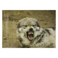 STRONGHOLD Diana 2D - Lobo amenazador - 30 x 42 cm -...