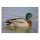 STRONGHOLD Diana 2D - Duck II - 30 x 42 cm - hidrófugo/resistPato a los desgarros