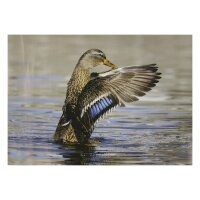STRONGHOLD Diana 2D - Duck III - 30 x 42 cm -...