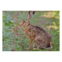 STRONGHOLD Diana 2D - conejo - 30 x 42 cm -...