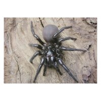 STRONGHOLD Diana 2D - araña - 30 x 42 cm -...