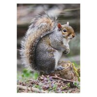 STRONGHOLD Diana 2D - ardilla - 30 x 42 cm -...