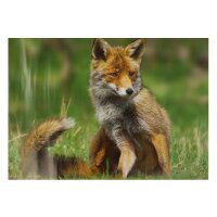 STRONGHOLD Diana 2D - zorro - 30 x 42 cm -...