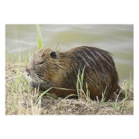 STRONGHOLD Diana 2D - castor - 30 x 42 cm -...